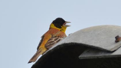 Black-headed Bunting