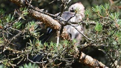 Eurasian Jay