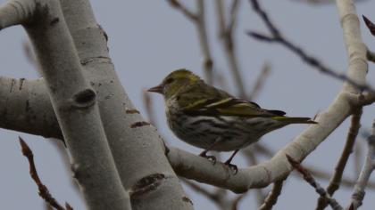 Eurasian Siskin