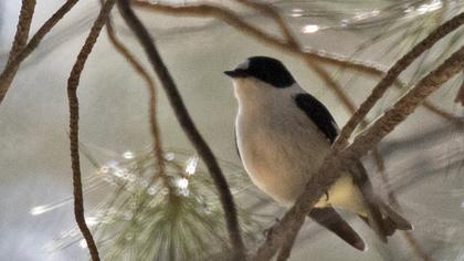 Collared Flycatcher