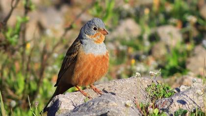 Cretzschmar`s Bunting
