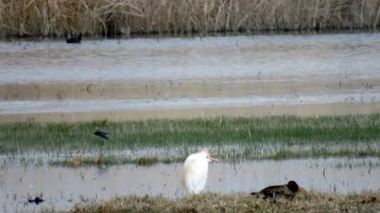 Western Cattle Egret