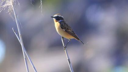 Whinchat