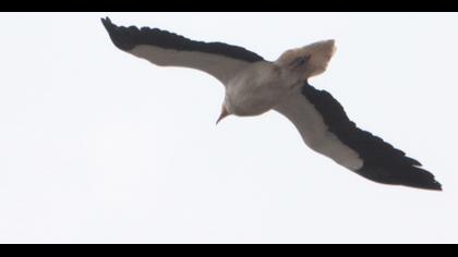 Egyptian Vulture