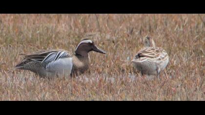 Garganey