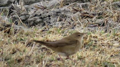 Savi`s Warbler