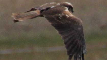 Western Marsh Harrier