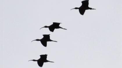 Glossy Ibis