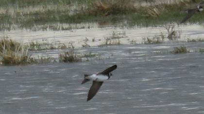 Sand Martin