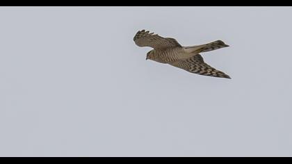 Eurasian Sparrowhawk