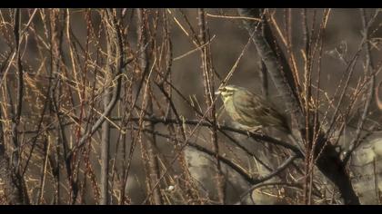 Cirl Bunting