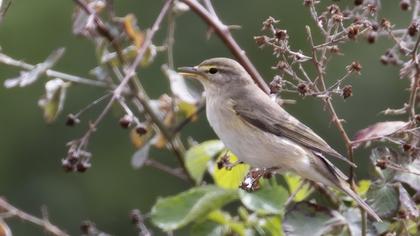 Willow Warbler