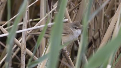 Great Reed Warbler