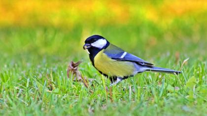 Great Tit