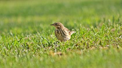 Tree Pipit