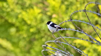 Collared Flycatcher