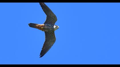 Eurasian Hobby