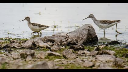 Marsh Sandpiper