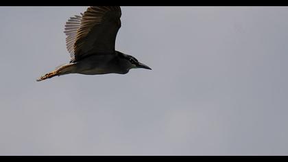 Black-crowned Night Heron