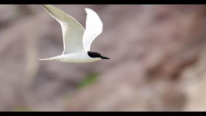 Gull-billed Tern