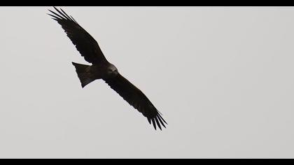 Black Kite