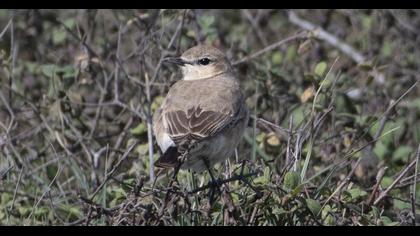 Isabelline Wheatear