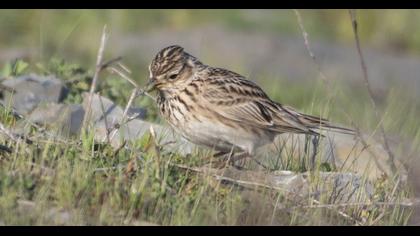Eurasian Skylark