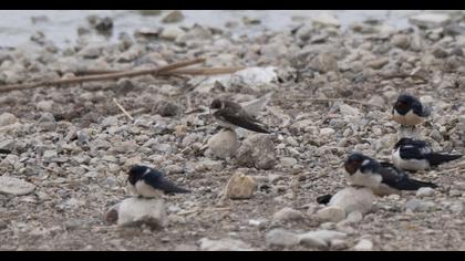 Sand Martin