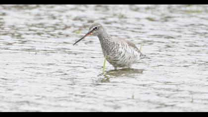 Spotted Redshank