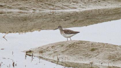 Wood Sandpiper