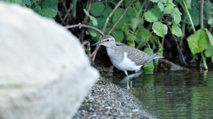 Common Sandpiper