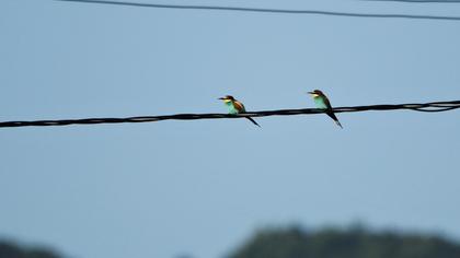 European Bee-eater