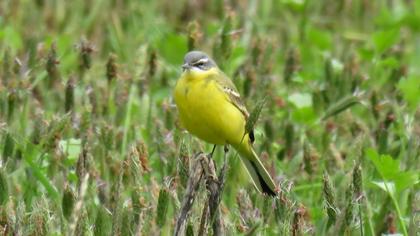 Western Yellow Wagtail