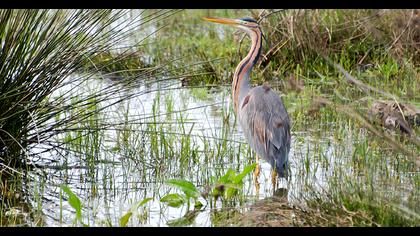 Purple Heron
