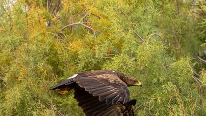Lesser Spotted Eagle