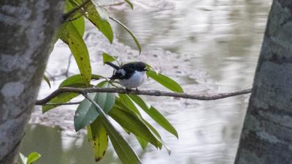 European Pied Flycatcher