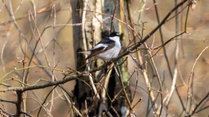 Semicollared Flycatcher