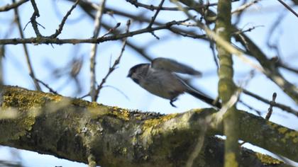 Long-tailed Tit