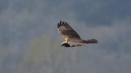 Western Marsh Harrier