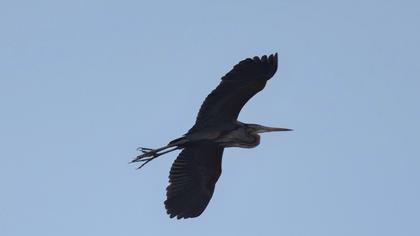 Purple Heron