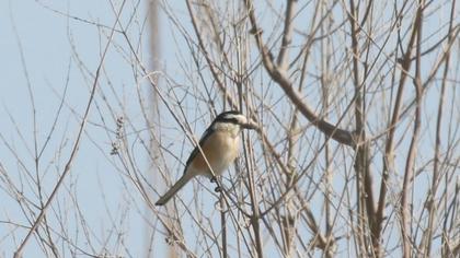 Masked Shrike