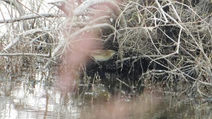 Sedge Warbler