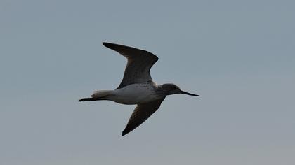 Common Greenshank
