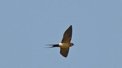 Red-rumped Swallow