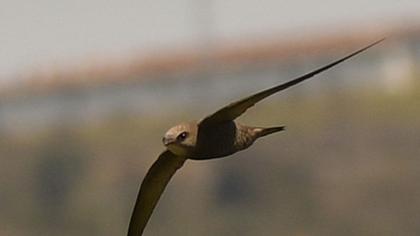 Pallid Swift