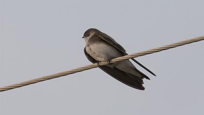 Sand Martin