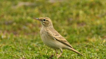 Tawny Pipit