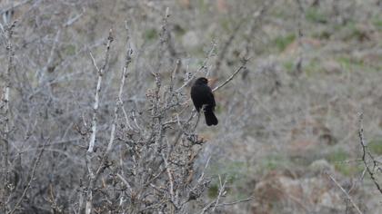 Common Blackbird