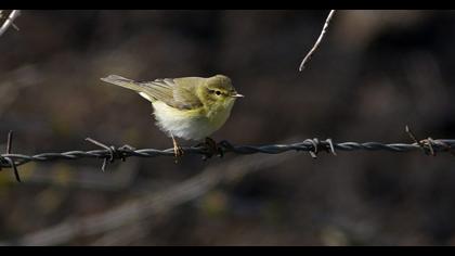 Willow Warbler