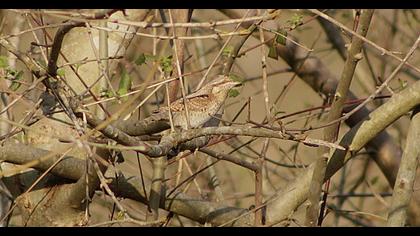 Eurasian Wryneck